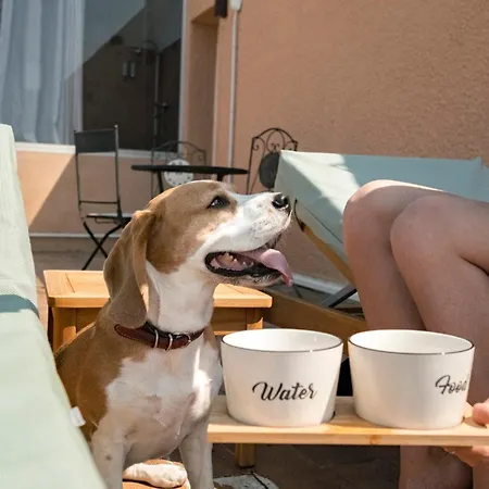 Surplage Cavaliere Le Lavandou